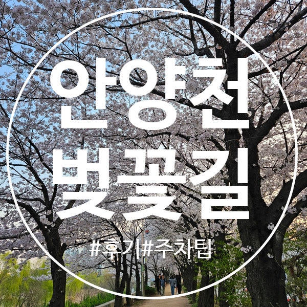  목동 오목교 데이트 나들이, 안양천 벚꽃길 개화 상황&후기, 주차팁