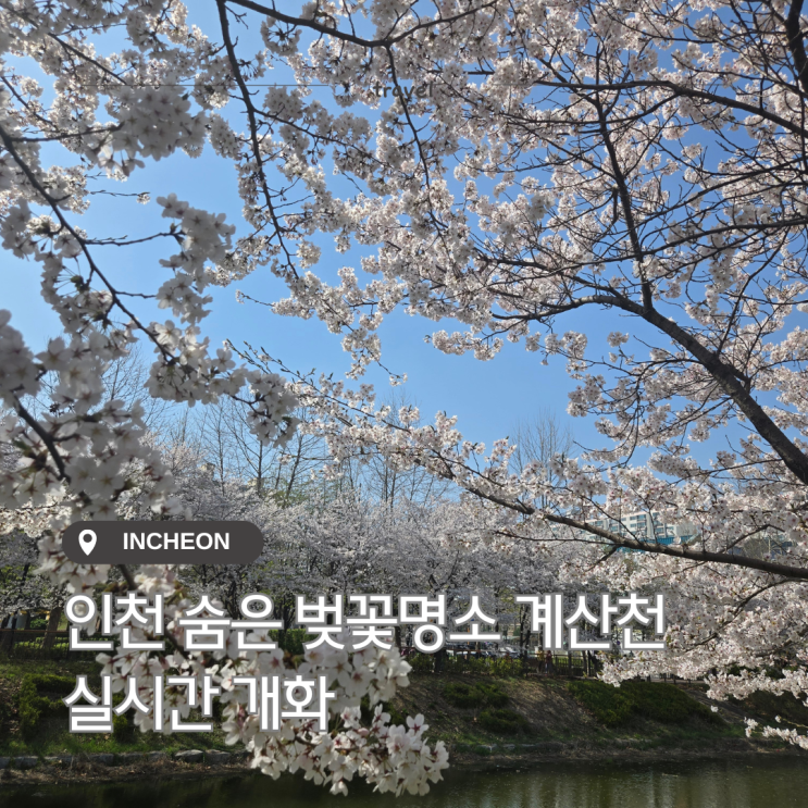  인천 숨은 벚꽃 명소 계산천 실시간 개화 상황
