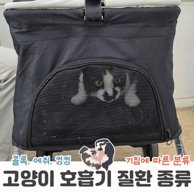  고양이 재채기 기침 거위기침 각기 다른 증상과 질환
