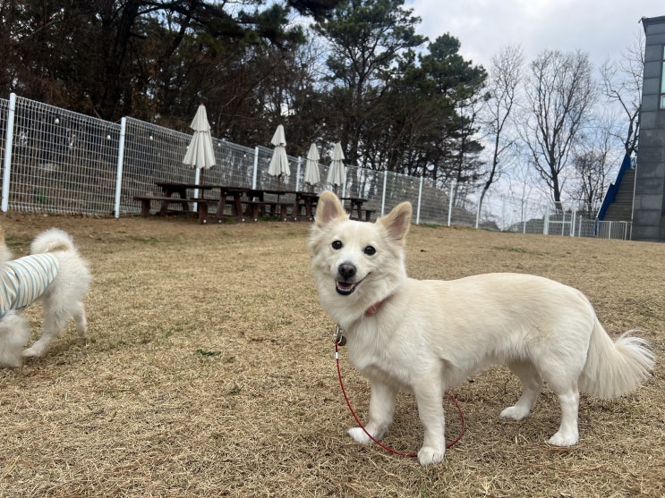  새로운 유치원생 설이가 등원했어요 ~![드림애견학교]