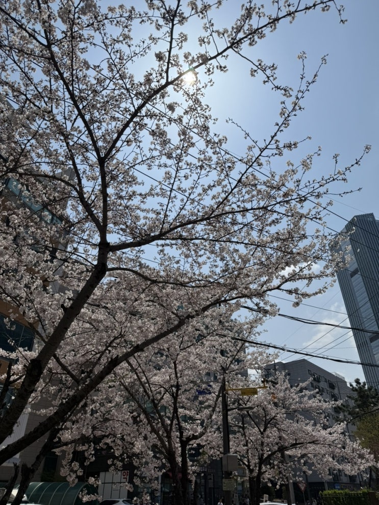  건강보험 피부양자 등록은 프리랜서 종합소득세 절세로 가능합니다. (#건강보험료)