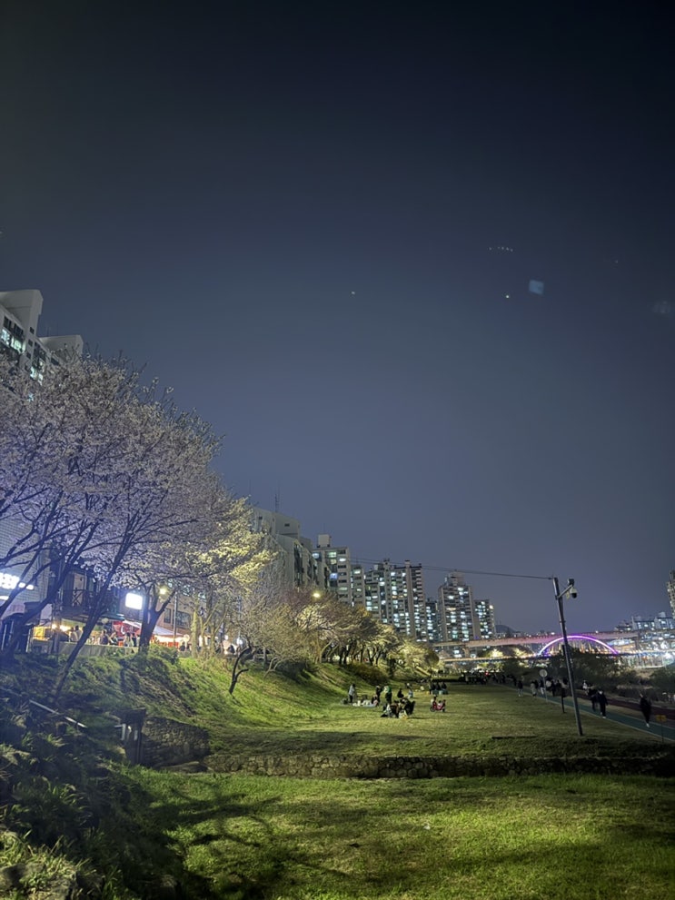  초보 러너의 31차 일지 (봄에는 벚꽃과 함께 야간 러닝을!!)