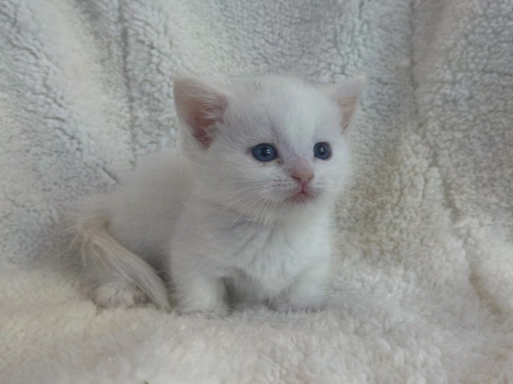  도그마루 강아지 고양이 목동점, 사랑스러운 고양이 서울고양이분양으로 입양했어요
