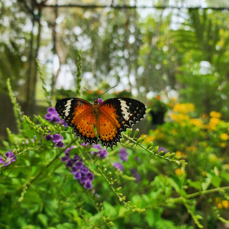  난 & 나비공원 Bai Orchid & Butterfly Farm 동남아 여행지 태국 치앙마이 가볼만한 곳