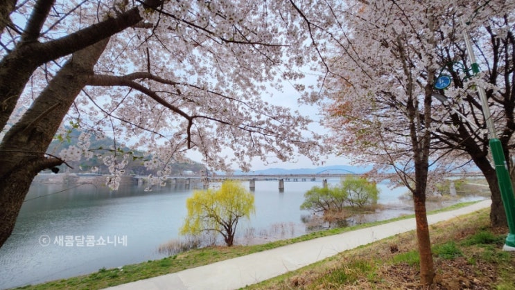  춘천 우두동 뚝방길, 롯데인벤스 벚꽃 실시간