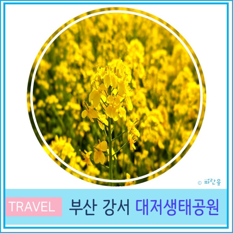  대저생태공원 유채꽃 부산 경남 봄꽃 2025 실시간 개화 상태 주차
