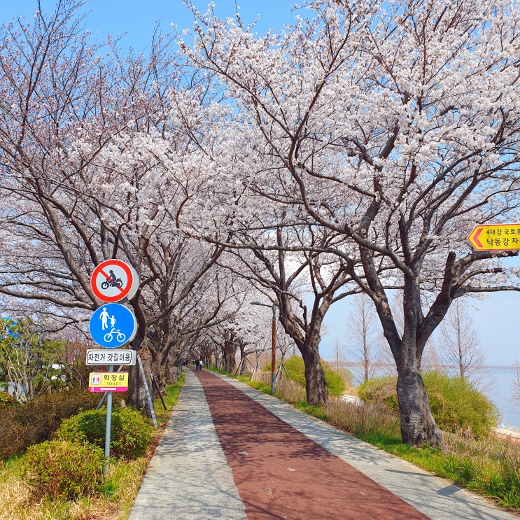  지난주 주말 벚꽃 구경 했던거