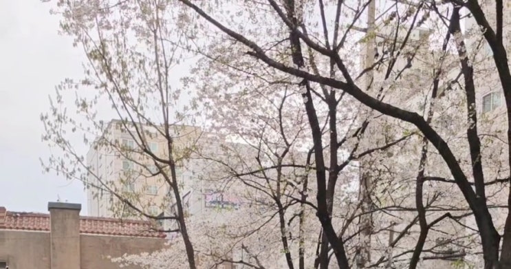  벚꽃명소 별거있어?! 동네에서 벚꽃즐기기️