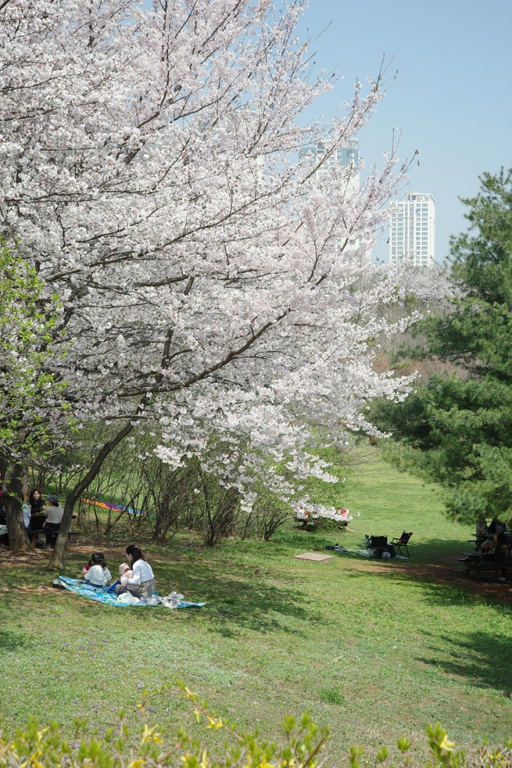  서울 근교 갈만한곳 경기도 벚꽃 명소 안산호수공원