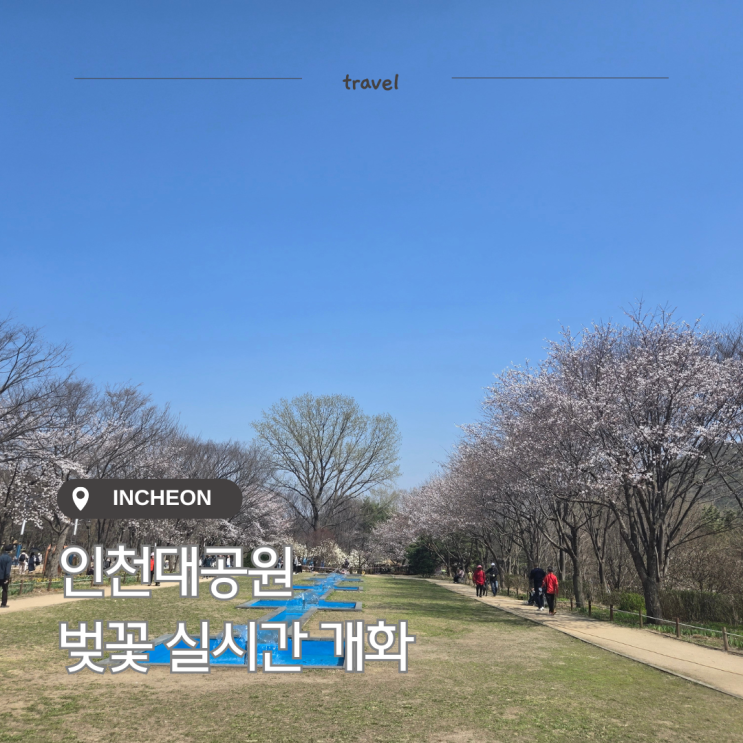  인천대공원 벚꽃 실시간 개화시기 알아보고 인천 벚꽃 명소 다녀왔어요.