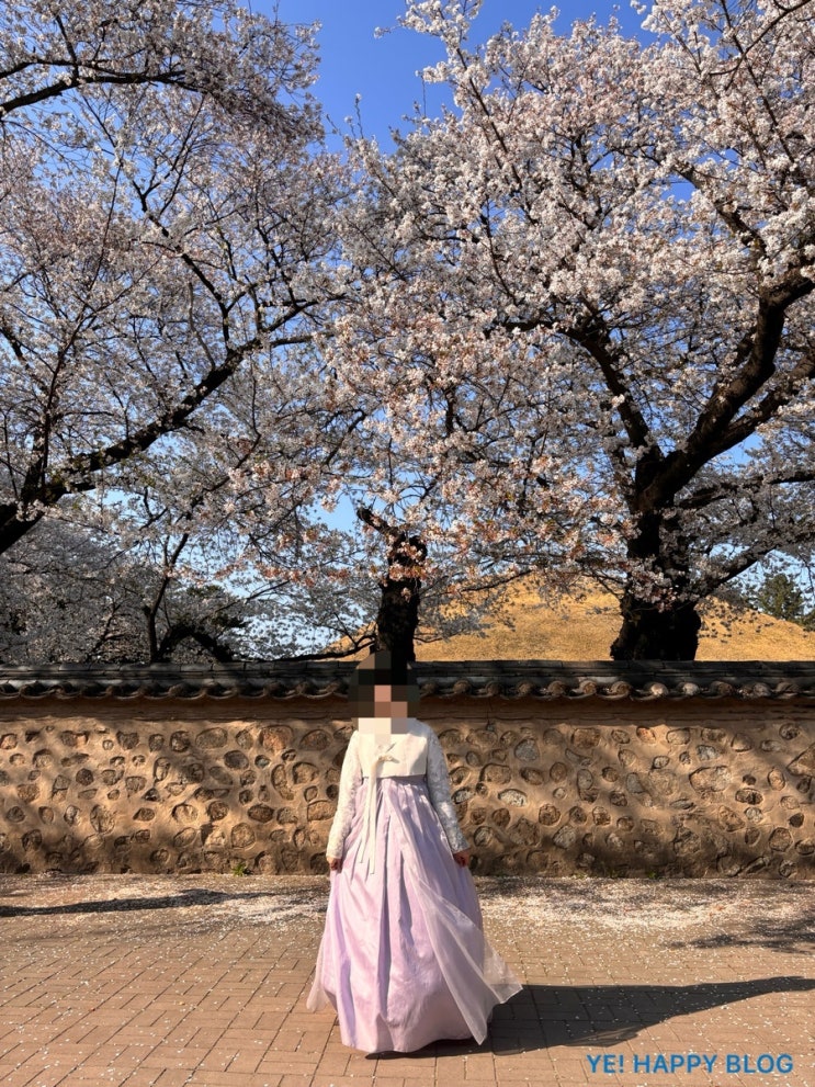  [경주1박2일여행]DAY2, 뚜벅이/황리단길/신라제면/두낫디스티브 카페/녹음제과/돌담길한복/첨성대/대릉원/백년손님/경주 벚꽃