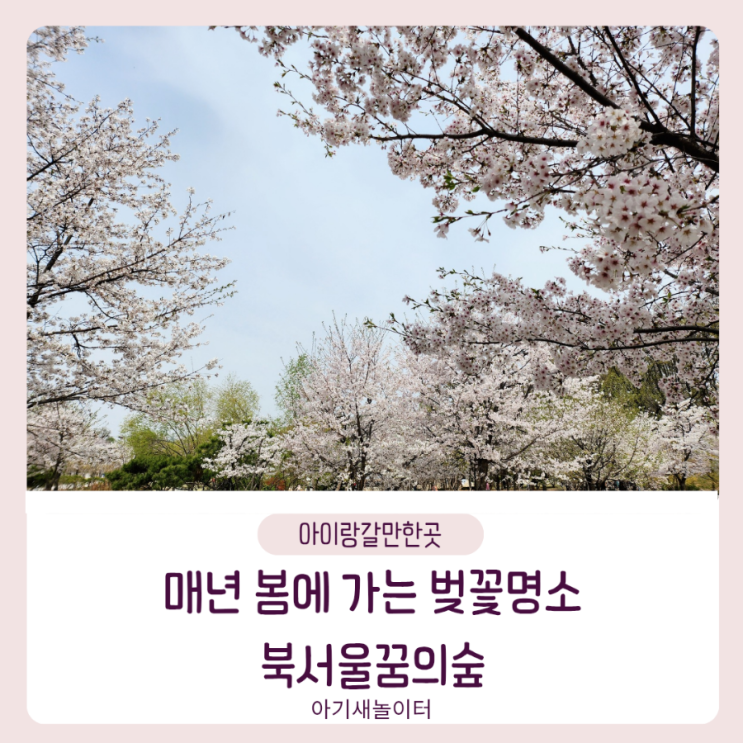  북서울꿈의숲에서 만개한 벚꽃놀이 서울 벚꽃 명소