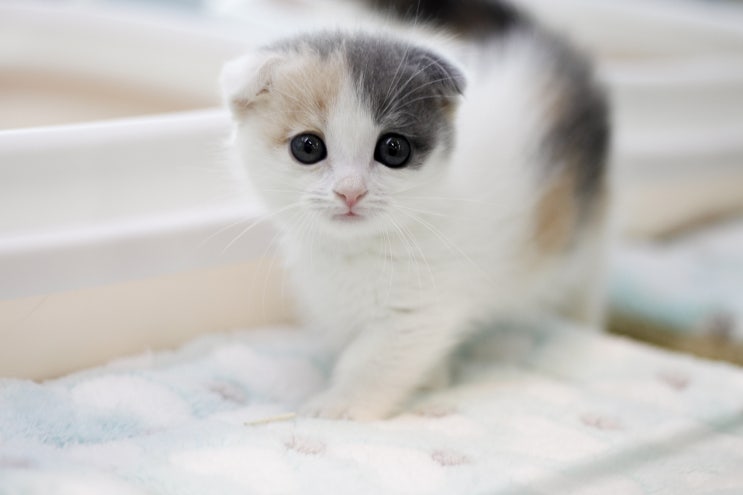  고양이 발바닥 냄새가 나는 이유, 집사라면 꼭 알아야 해요