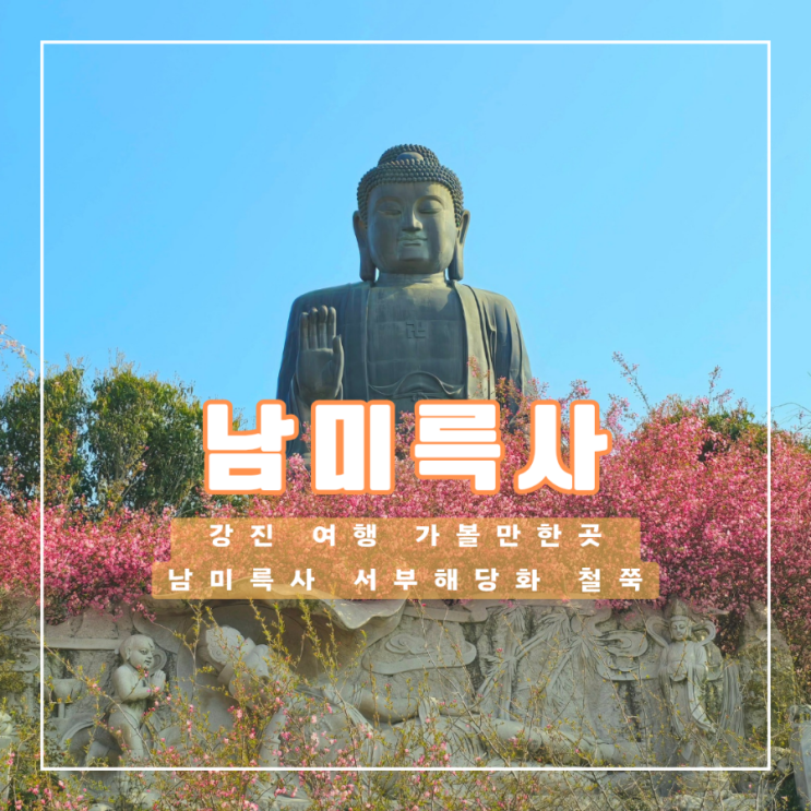  입장료가 없는 강진 남미륵사 서부해당화 개화 시기