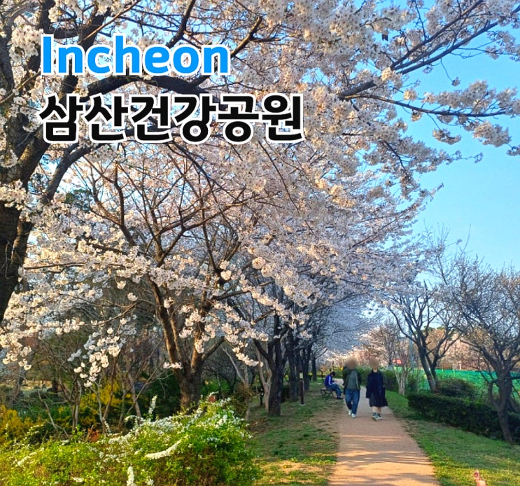 인천 부평 벚꽃 삼산건강공원 삼산동 벚꽃만개 숨은 명소!