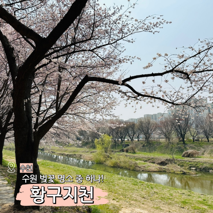  수원 황구지천 벚꽃 만개시기 주차장 정보