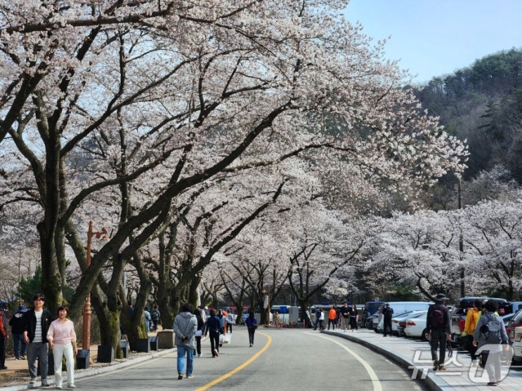 '벚꽃 엔딩' 진안 마이산, 개화율 30%…15일 전후 만개