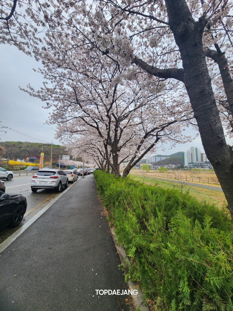  시흥시의 봄꽃 명소