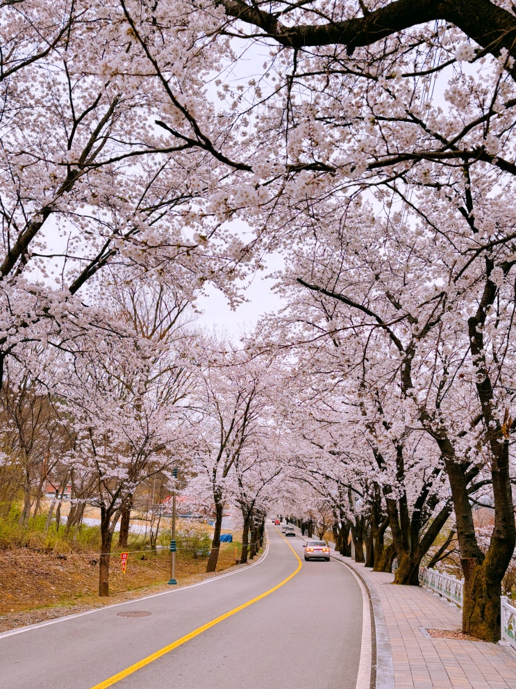  춘천 벚꽃 명소, 춘천댐 한수원(한국수력원자력) 소양강댐 공지천 벚꽃 실시간