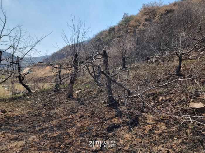 “사과농사 끝났다”…먹거리에 날아들 ‘산불 청구서’ “사과농사 끝났다”…먹거리에 날아들 ‘산불 청구서’