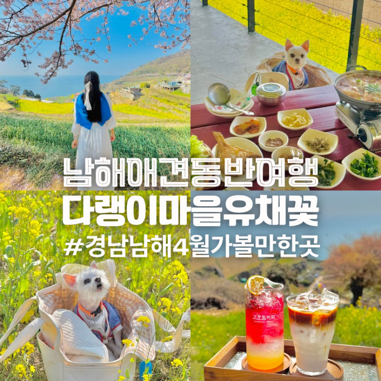  경남 남해 가볼만한곳 다랭이마을 유채꽃 애견동반 카페 식당 멸치쌈밥