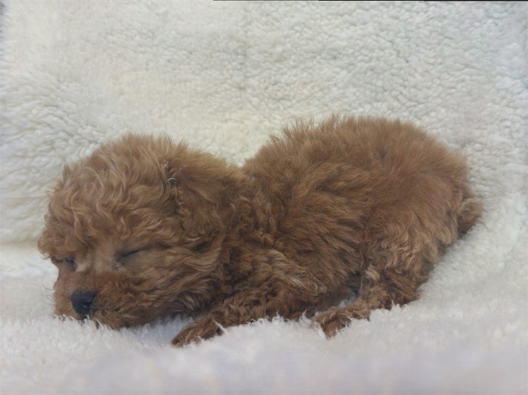  일산고양이분양으로 만나는 믿음직한 반려동물, 도그마루 강아지고양이 일산점