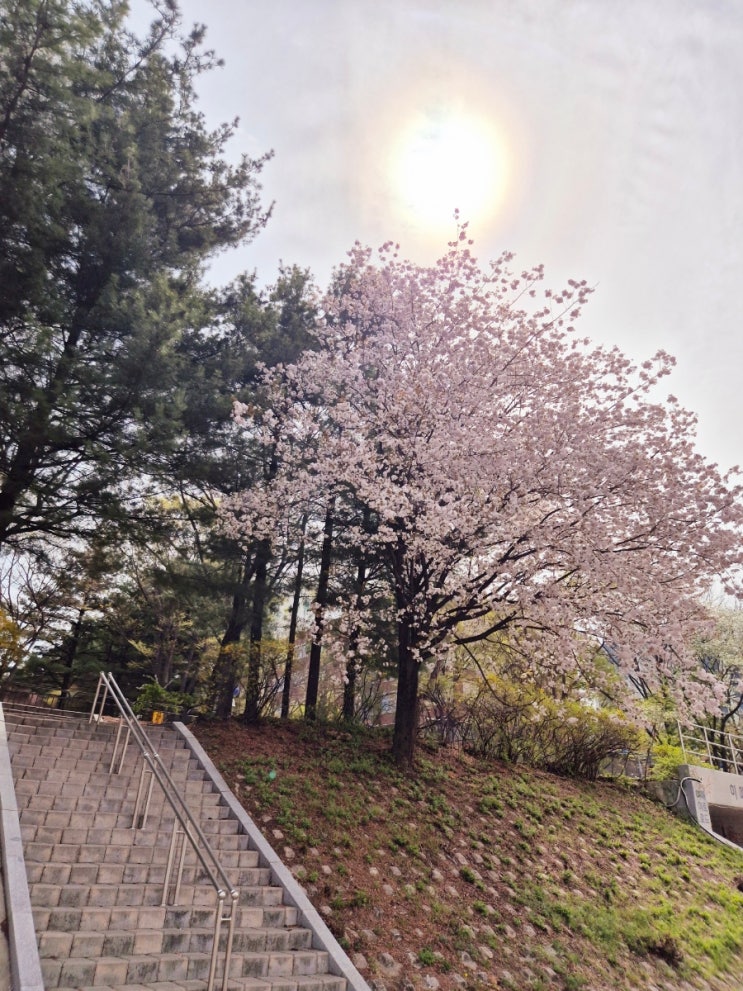 오늘 탄천 벚꽃, 막차 탔어요 오늘 탄천 벚꽃, 막차 탔어요