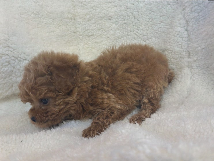  포메라니안 귀여움에 빠지다! 서울강아지분양은 빅토리아펫에서!