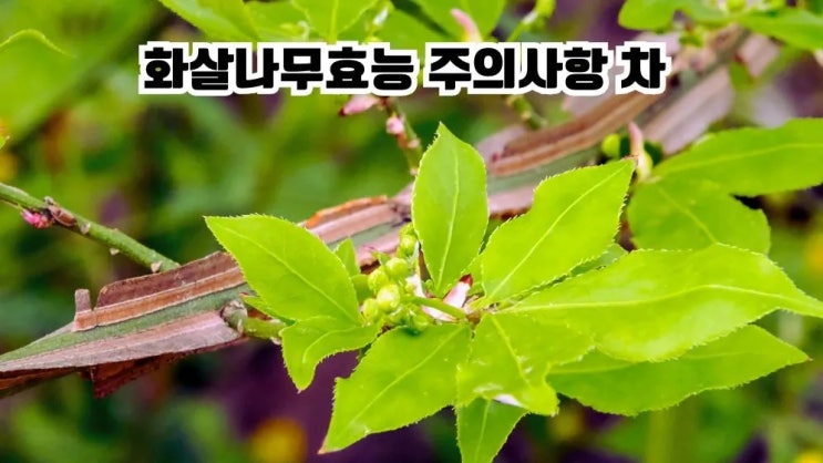  화살나무 홑잎나물 효능 주의사항 부작용 먹는법 차