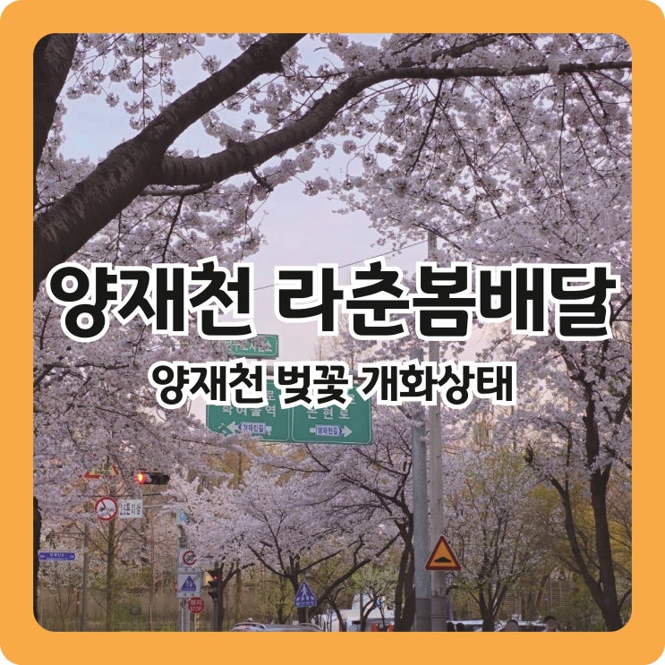  양재천 라춘봄배달 포토존 위치 및 4월11일 벚꽃 개화상태