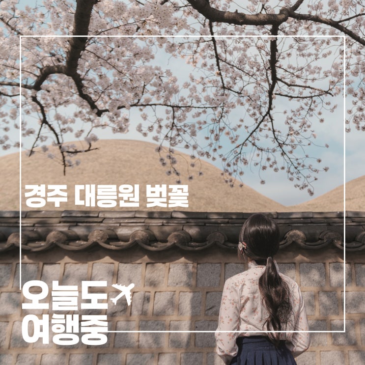  경주 대릉원 벚꽃 포토스팟, 벚꽃 돌담 한복의 조합이 만든 그림같은 풍경