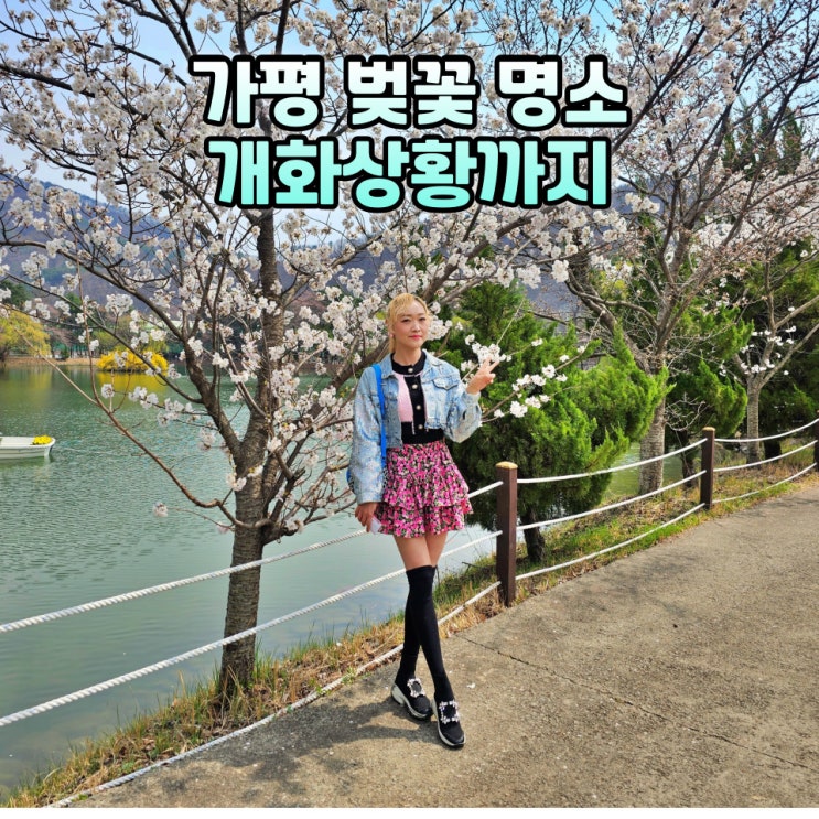  가평벚꽃 명소 중앙내수면연구소 벚꽃길 개화상황 주차팁 사진인화 총정리