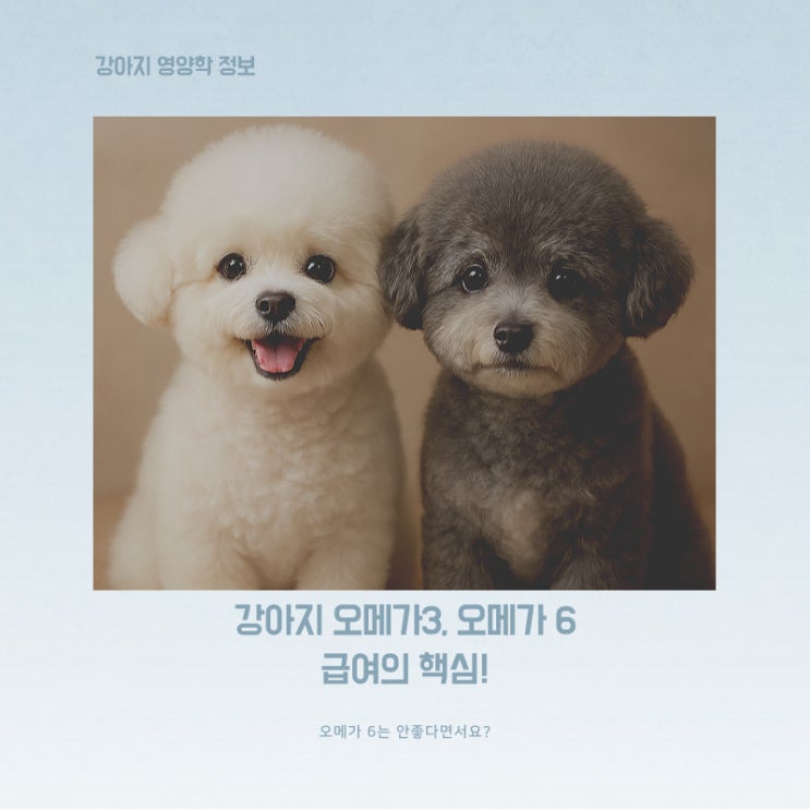  강아지 오메가-3와 오메가-6, 꼭 알아야 할 핵심 포인트!