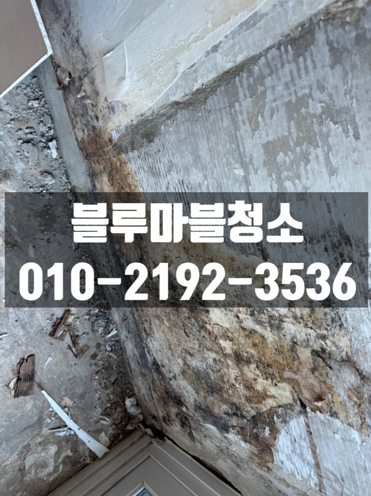  강남구 빌라 벽지 곰팡이청소 도배전 꼭해야하는이유