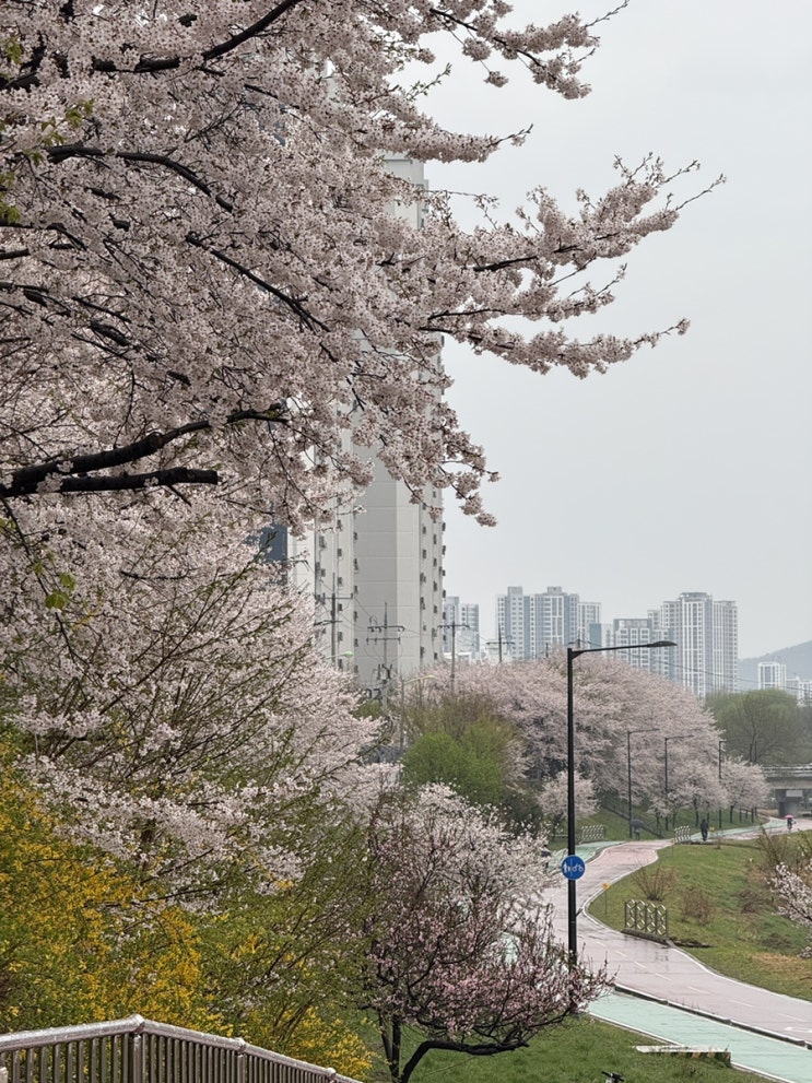  2025년 벚꽃 (빨리 떨어져서 아쉽지만 봄은 또 올 것이기 때문에 많이 아쉬워 안 하고2026년을 기다리겠습니다. )