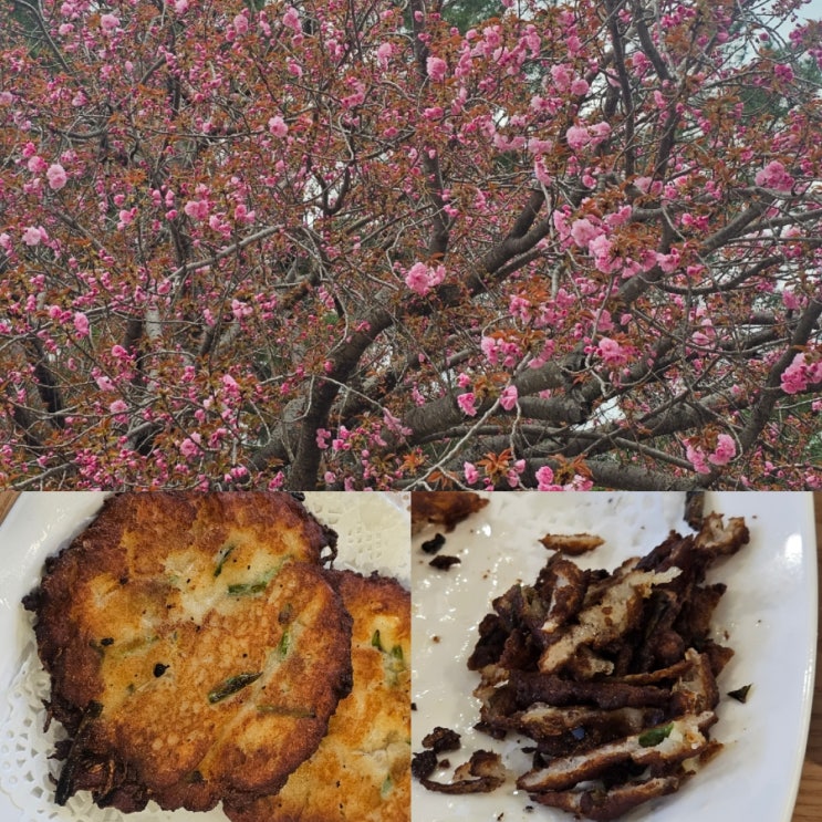 경주 불국사 겹벚꽃 개화(250412) / 황리단길 오칼국수 내돈내산