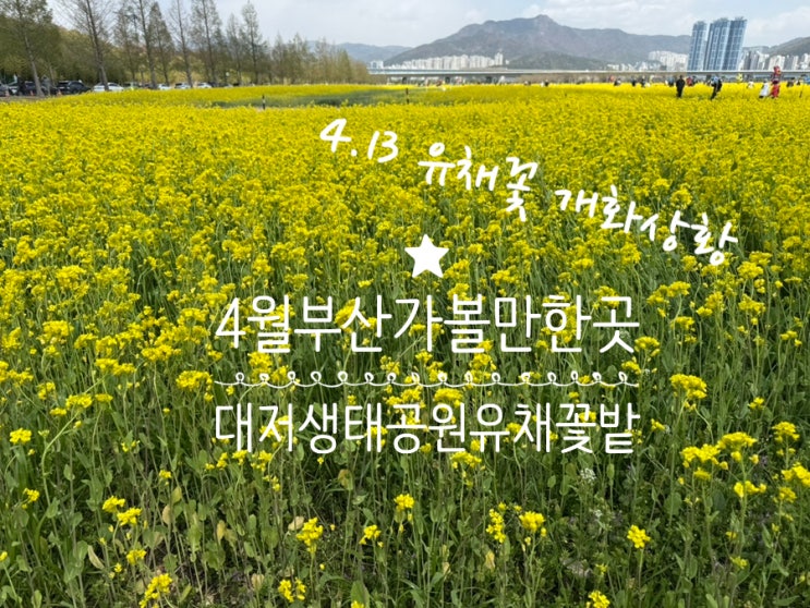 4월 부산가볼만한곳 피크닉 유채꽃명소 대저생태공원 유채꽃밭 (4/13) 유채꽃개화상황 & 대저생태공원 P4 주자창 정보 4월 부산가볼만한곳 피크닉 유채꽃명소 대저생태공원 유채꽃밭 (4/13) 유채꽃개화상황 & 대저생태공원 P4 주자창 정보