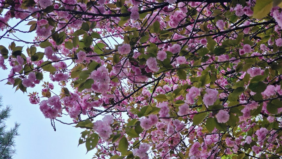 쌍대 사진 2