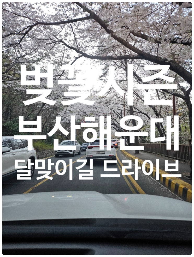  벚꽃시즌에 부산 해운대 달맞이길 드라이브 해봤어요