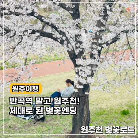  원주 벚꽃 반곡역 가지 마세요.