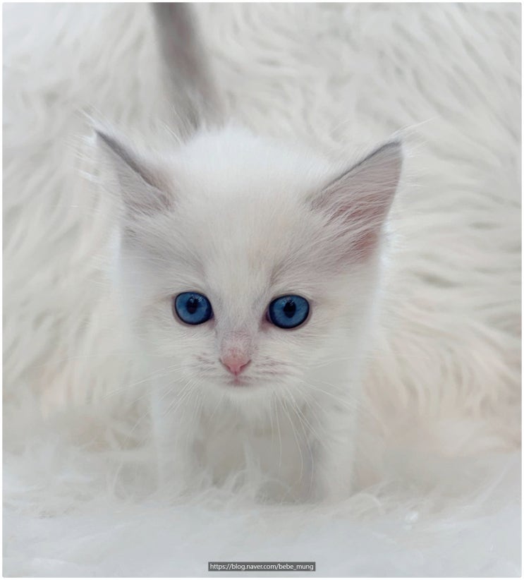  렉돌 고양이 분양가 합리적인 곳 찾았어요!