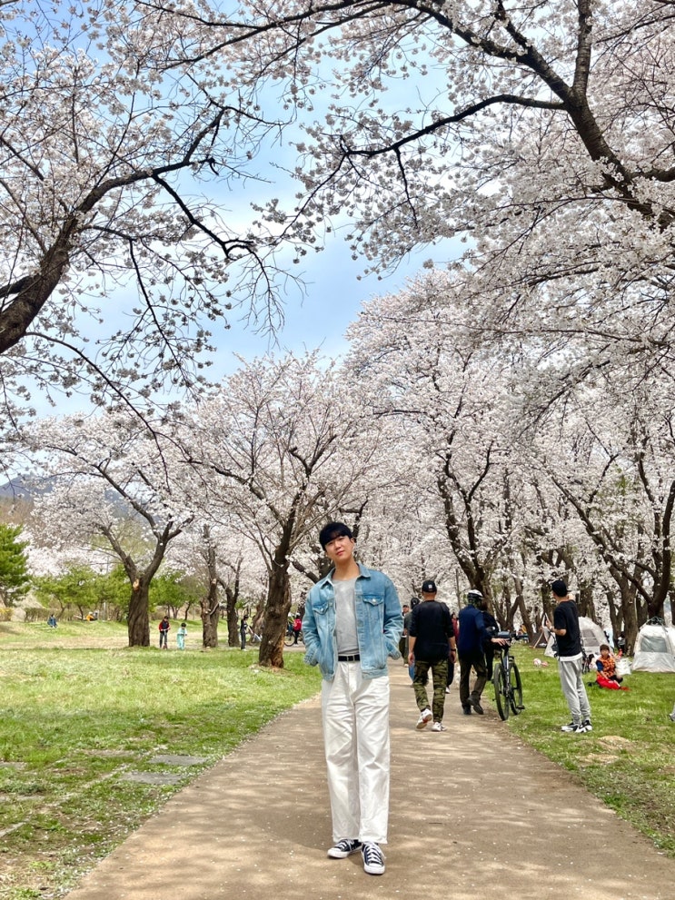  가평 대성리 벚꽃 명소, 서울 근교 벚꽃 대성리국민관광지 주차정보