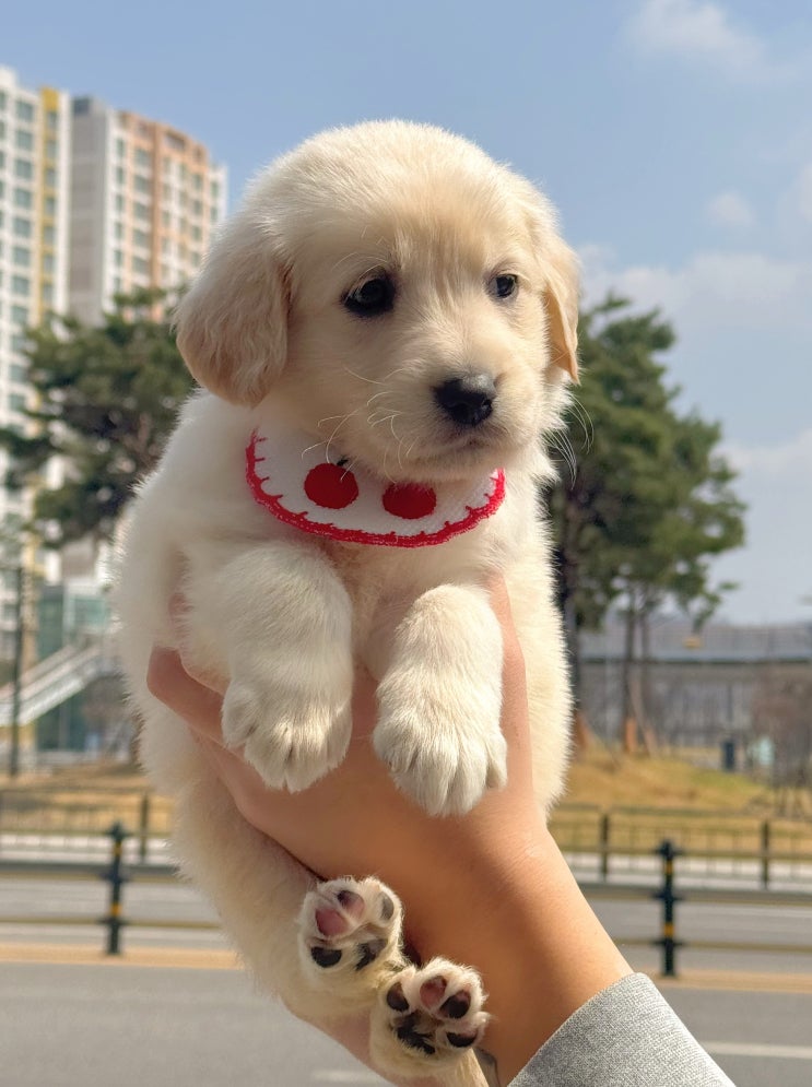  골든리트리버 분양가격 합리적이고 건강한 아이 만나기
