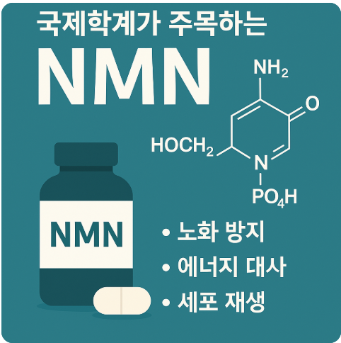  요즘 뜨는 저속노화! NMN이란? 노화방지 핵심 성분 NMN 효능 총정리