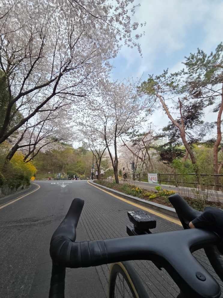  남산/한강/여의도 벚꽃라이딩 (4월 12일)