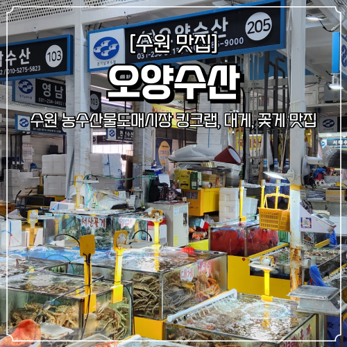  수원 농수산물도매시장 킹크랩 대게 꽃게 맛집 오양수산 추천