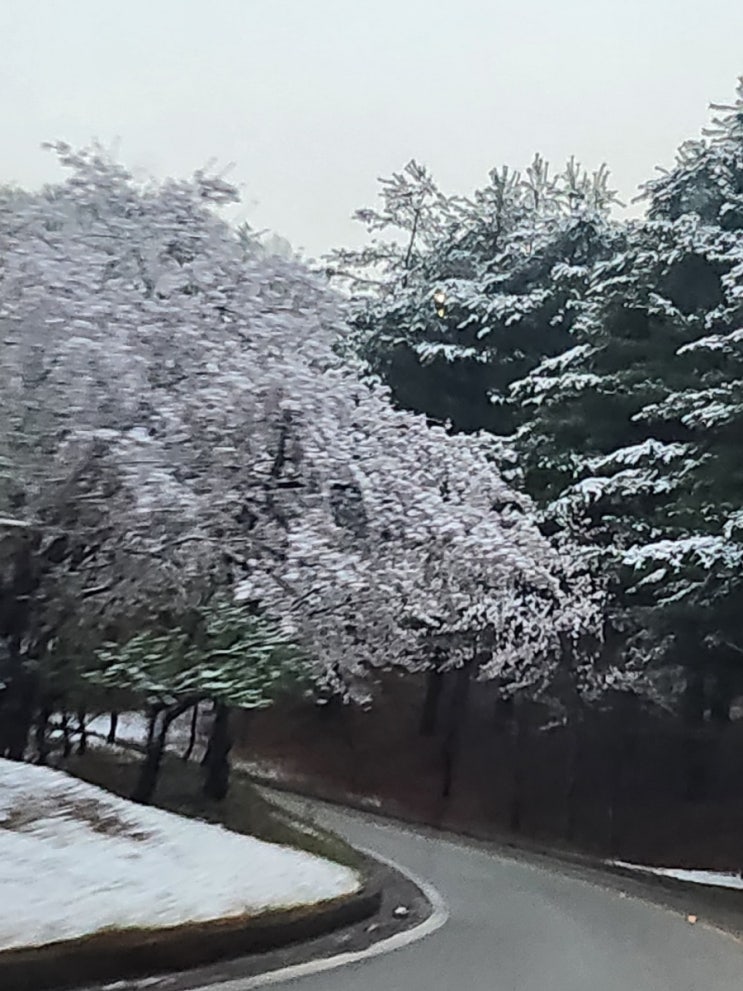  오늘이 4월 13일인데@ 눈 내리는 날씨, 이래도 되나 싶어요...벚꽃과 눈꽃의 콜라보