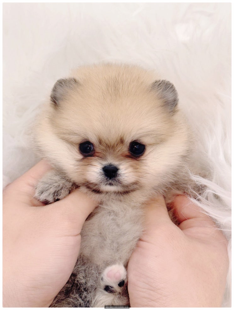  포메라니안 분양 고민 중이라면? 건강한 강아지 분양샵 베베멍에서!