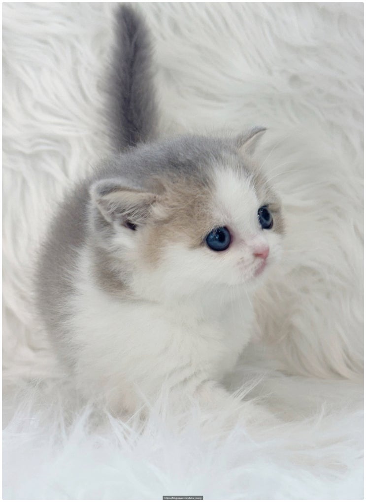  브리티쉬 숏헤어 고양이 분양 '베베멍'에서 건강한 아이 데려왔어요!
