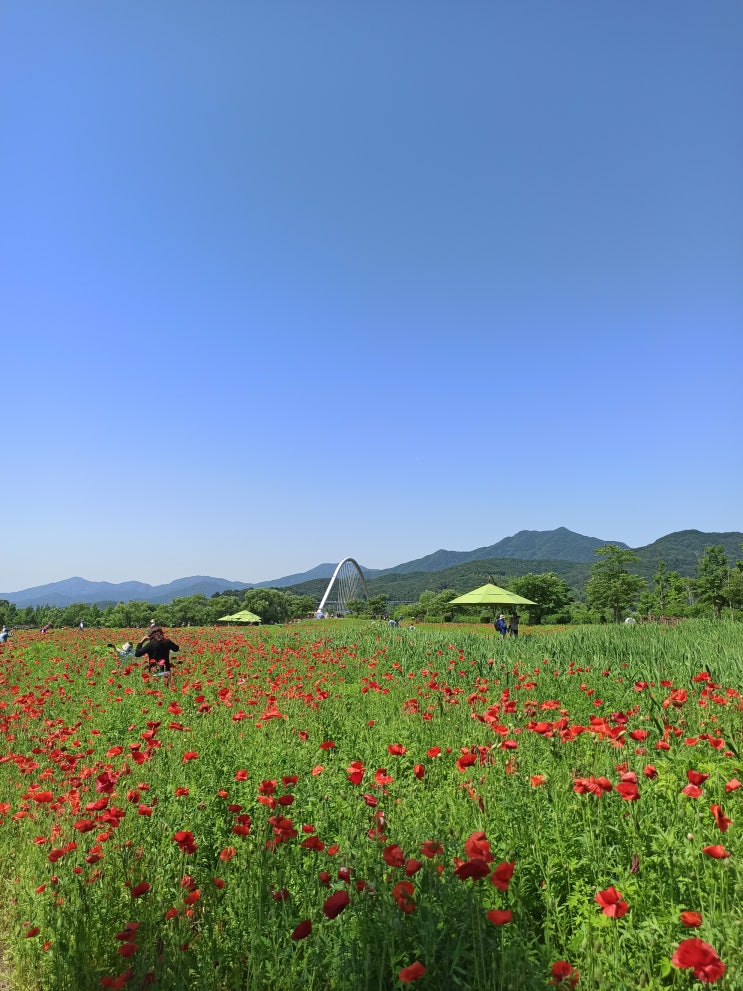  서울근교 봄꽃 보기 좋은 곳 추천! 남양주 물의정원 자전거 데이트 코스 추천